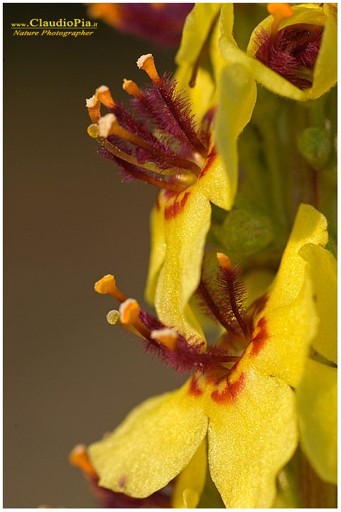 verbasco, fiori di montagna, fiori alpini in Alta Val d'Aveto